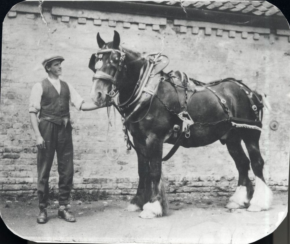 Amos Clarkson and shire horse
