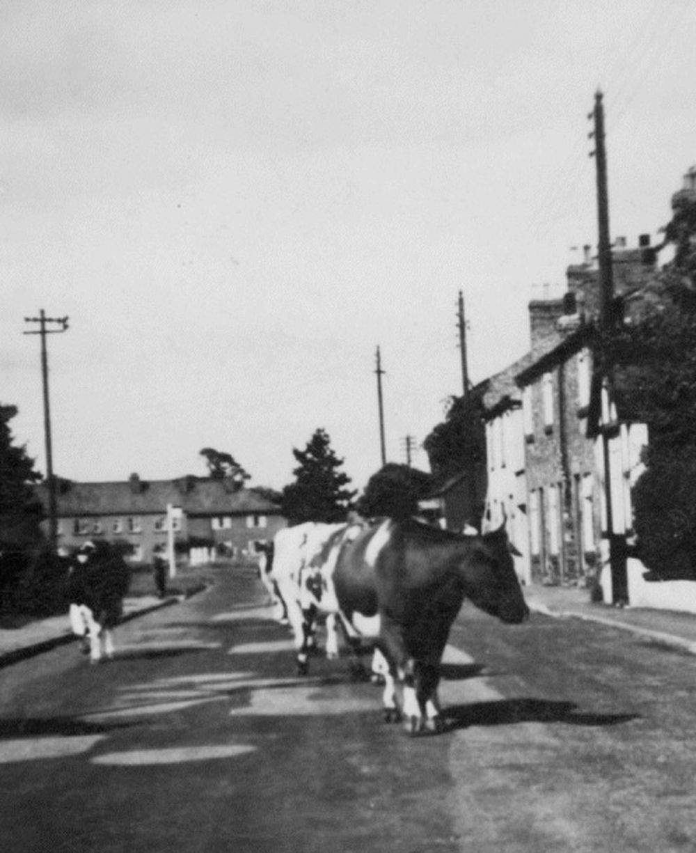Cows in Main Street