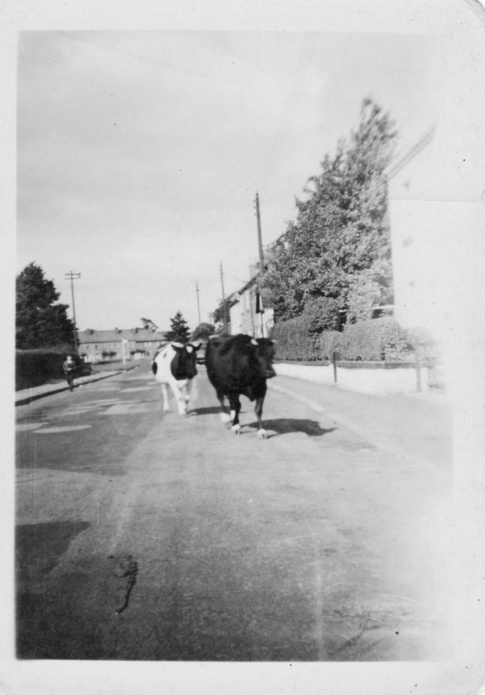 Cows in Main Street
