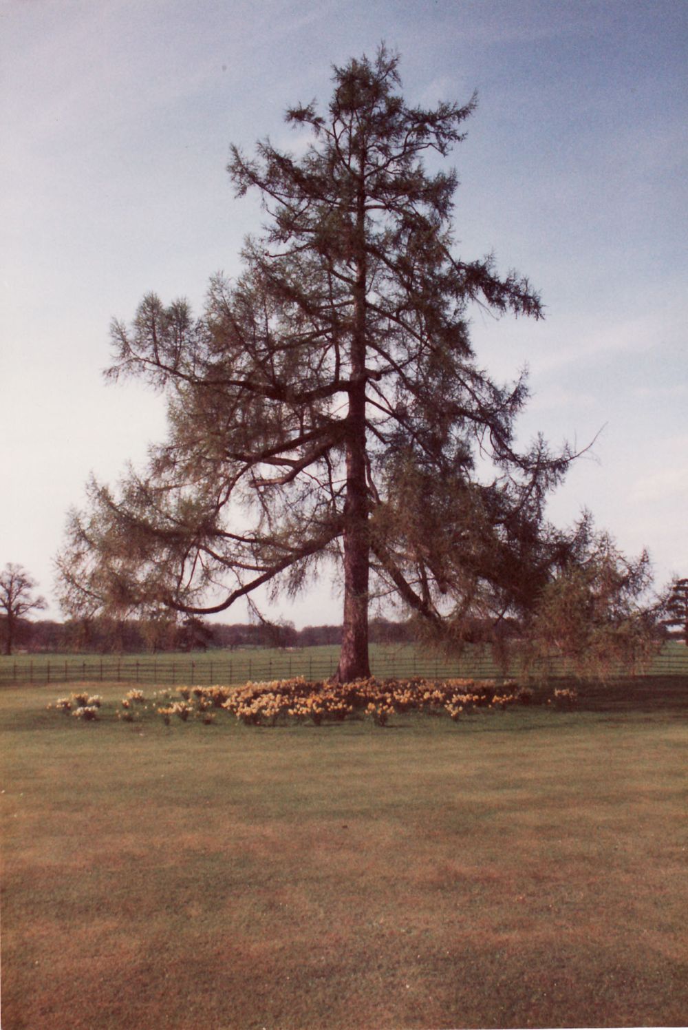 Nun Appleton Hall - large tree in park