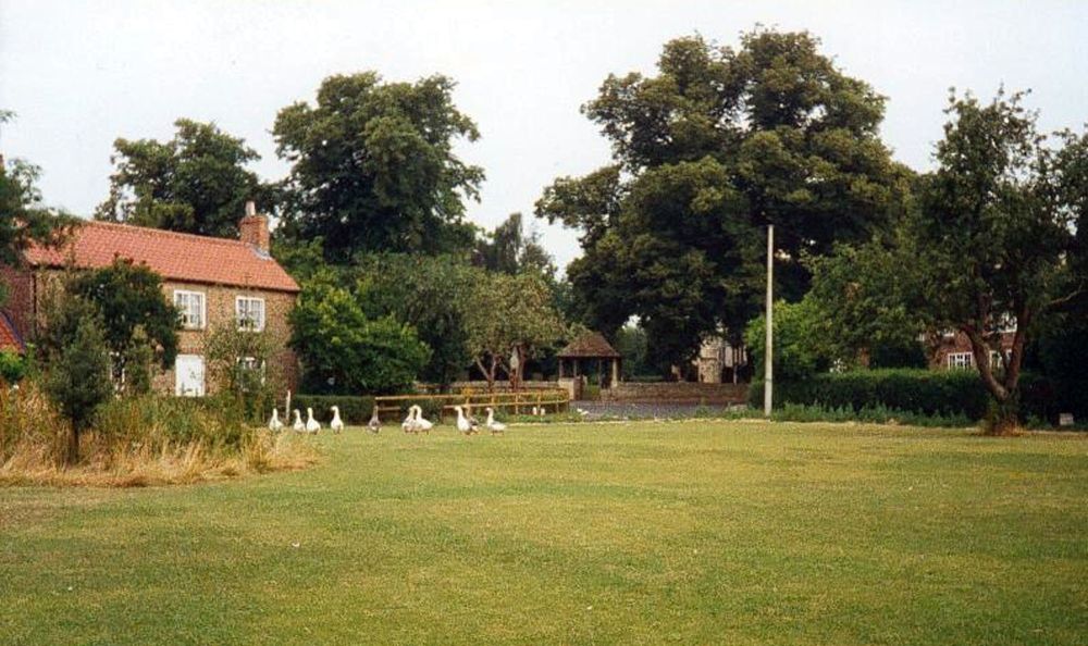 Jack Sunderland's geese on Bolton Percy green