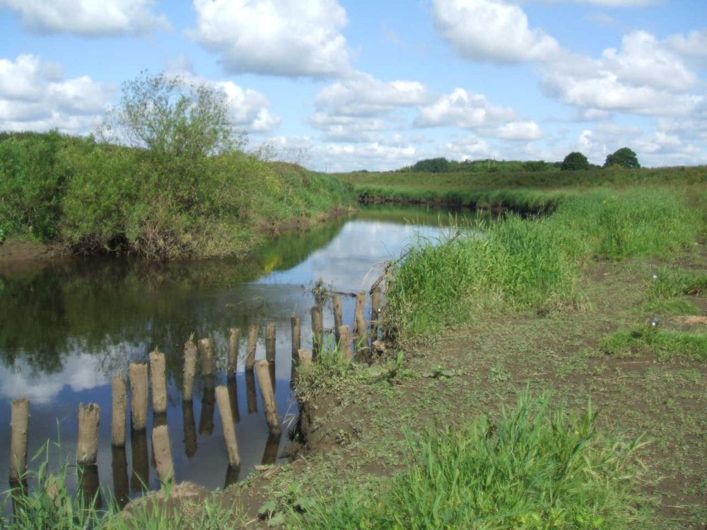 Staves in Wharfe below Town End Farm May 2009