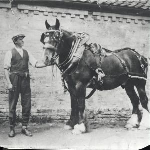 Amos Clarkson and shire horse