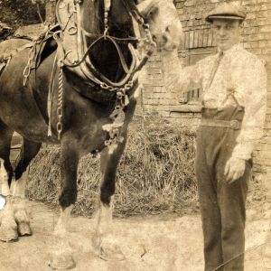 Man with shire horse
