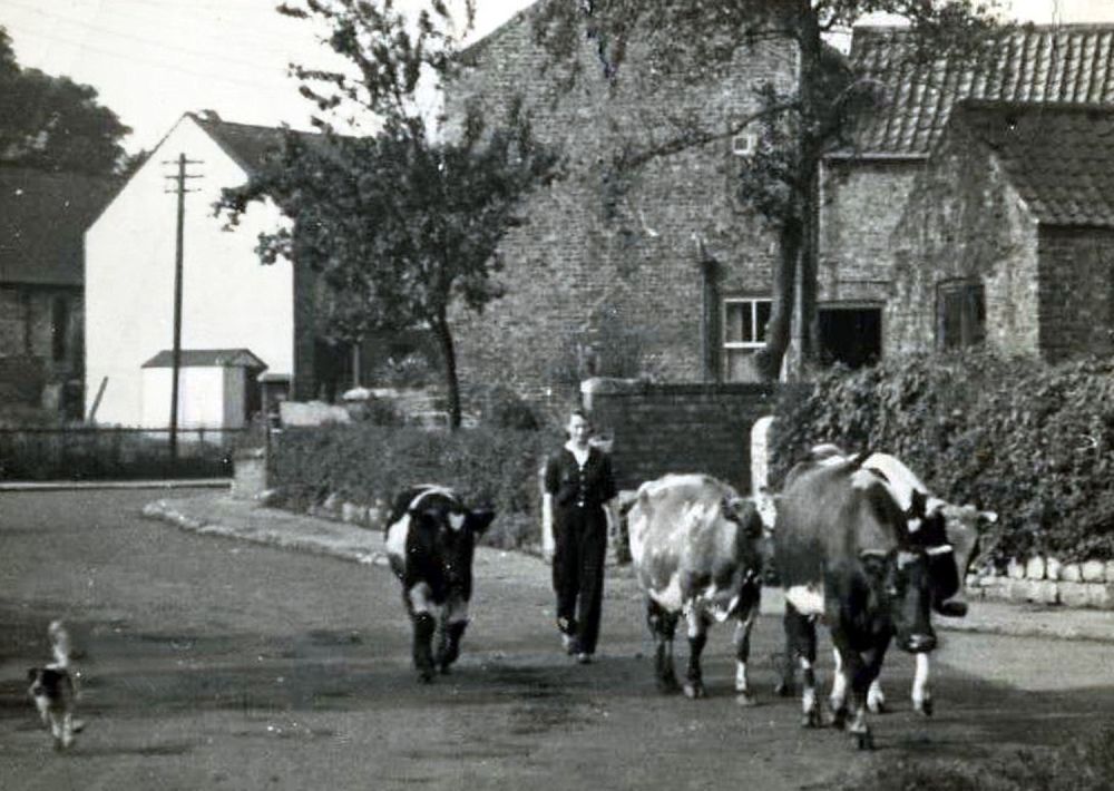 Mary Driver herding cows towards Low Green
