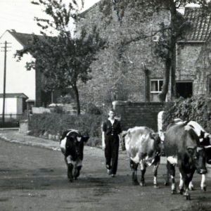Mary Driver herding cows towards Low Green